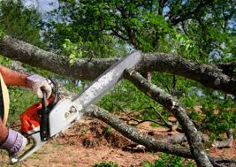 Reliable New Town, ND Tree Services Solutions